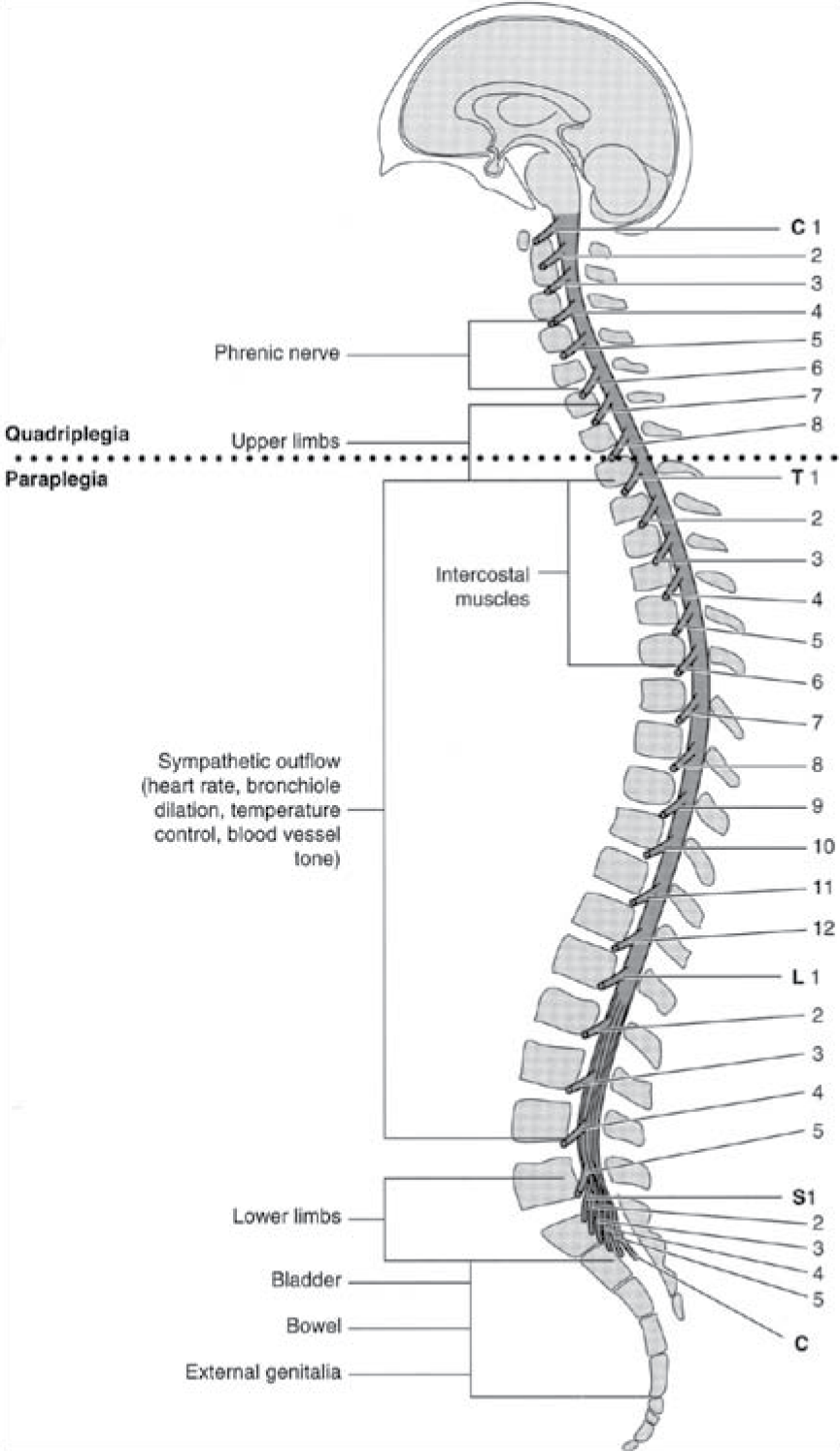 Spinal Cord