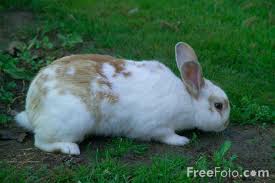 http://www.wormsandgermsblog.com/tags/tularemia/