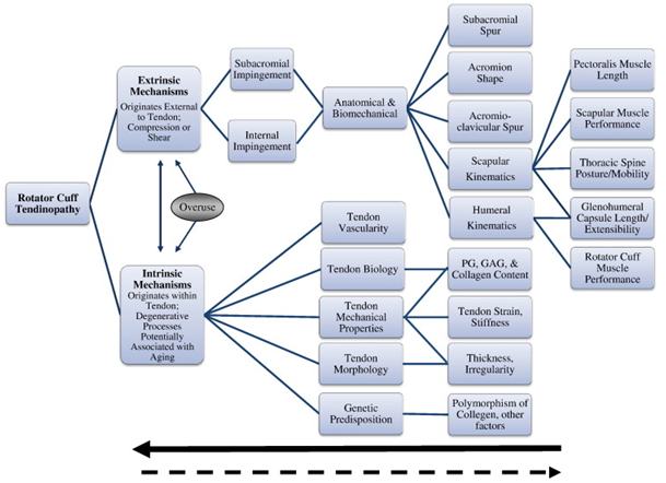 Figure 1. Proposed Mechanisms for Rotator Cuff Tendinopathy