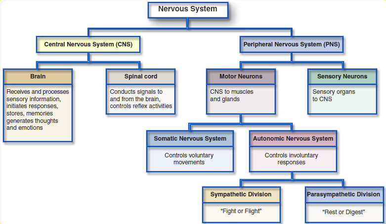 Nervous System