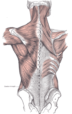 The thoracolumbar fascia is the gray area at bottom center.