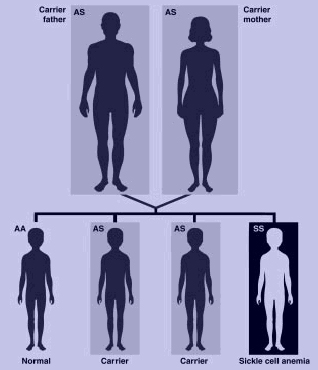 Image:Sickle_cell_inherit.jpg