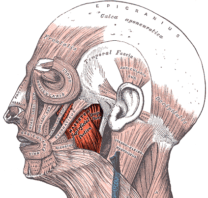 Masseter muscle.