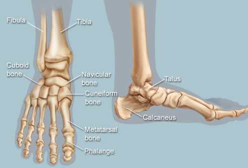 Foot & Ankle