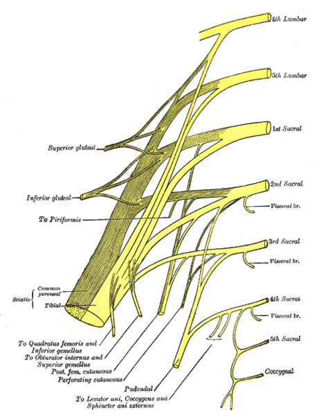 Sacral Plexus
