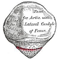 ligament attachment