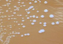 http://sfcdcp.org/tularemia.html