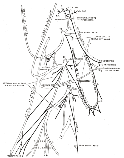 Cervical_plexus_diagram