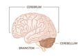 Sections of the brain