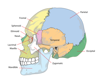 Bones Parts making up the Skull