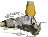 Medial malleolus.jpg