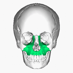 https://commons.wikimedia.org/wiki/File:Maxilla_animation.gif