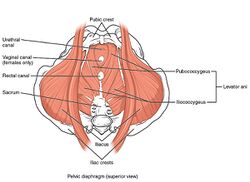 Pelvic Floor Muscles