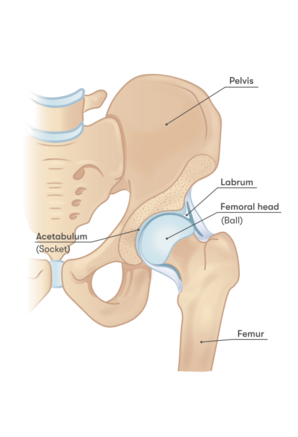 Hip Anatomy