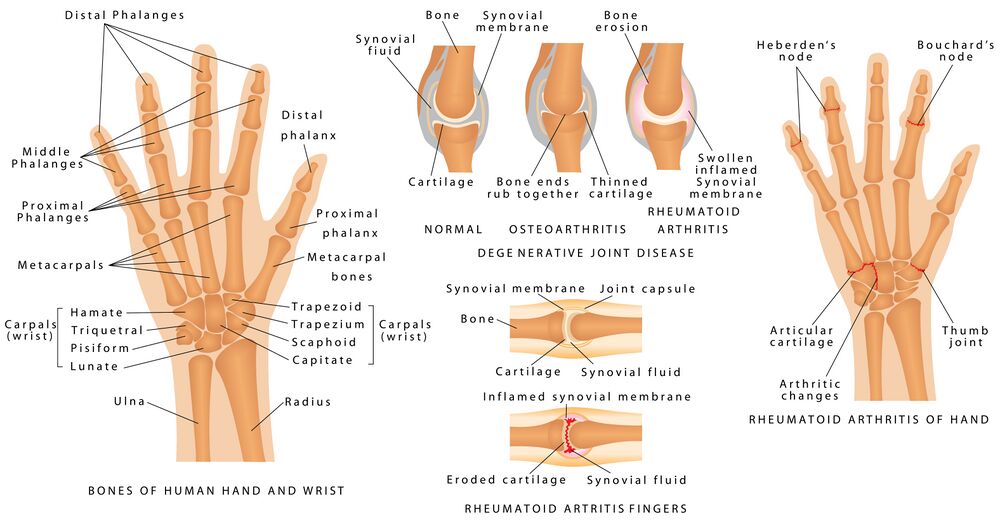 Skeletal System Phalanges - 89698643