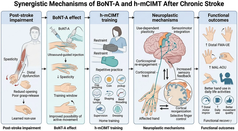 File:BOTA and mCIMT training.webp
