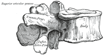 Anatomy of a Lumbar Vertebra