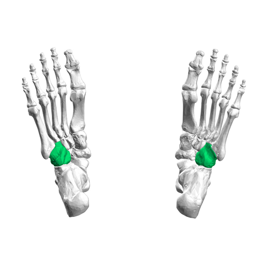 Inferior view of Cuboid bone