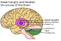 Special focus on the basal ganglia