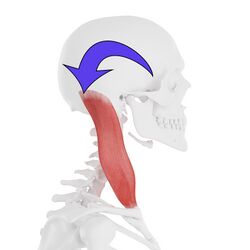 Figure 5. Sternocleidomastoid forces