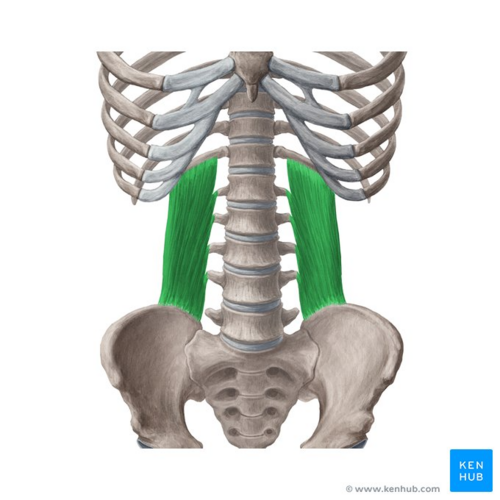 Quadratus lumborum (highlighted in green) - anterior view