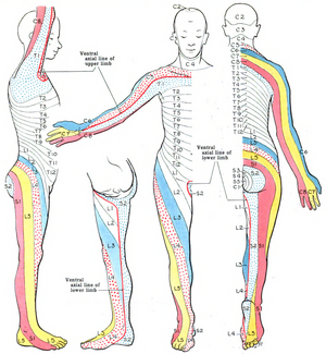 Anterior and posterior body outlines divided into shaded bands, each labelled with a spinal nerve level to show dermatome distribution from the neck to the feet.
