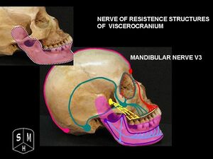 Mandibular nerve.