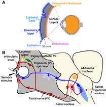 https://www.ncbi.nlm.nih.gov/books/NBK551641/figure/article-862.image.f3/?report=objectonly