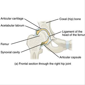 Hip joint