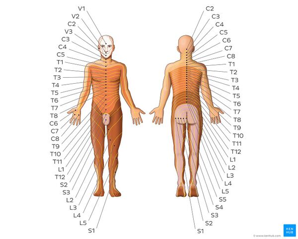 Dermatomes - Keegan and Garrett map