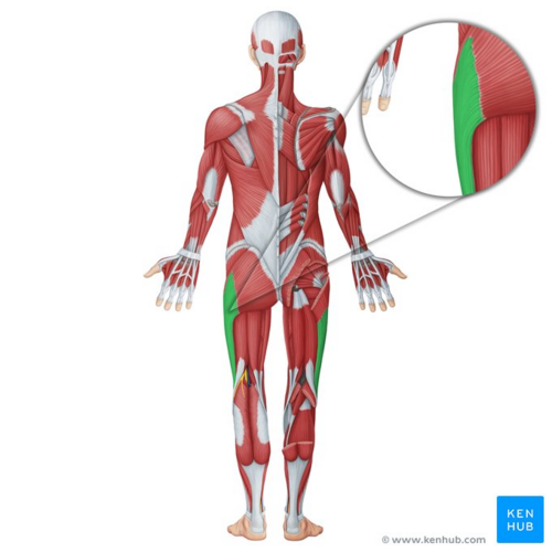 Iliotibial tract (highlighted in green) - posterior view