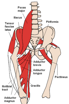other muscle