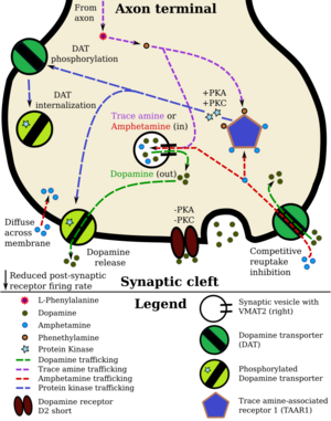 Mechanism of Action
