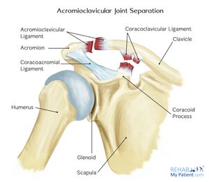 Ligaments of the Acromioclavicular Joint