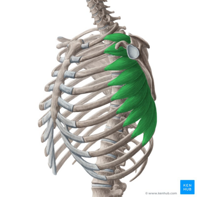 Serratus anterior muscle - lateral view