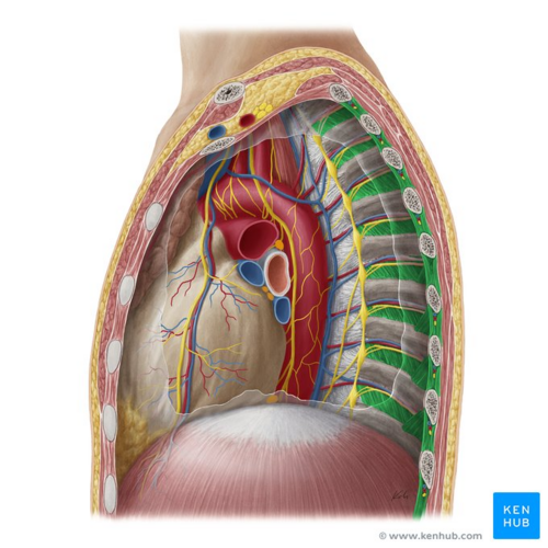 Intercostal muscles (highlighted in green) - lateral view