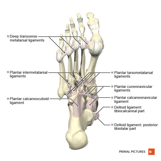 Ligament attachment