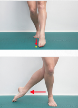 Exercises based on SEBT