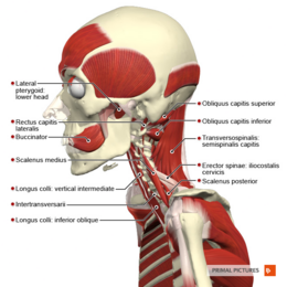 Figure 4. Lateral pterygoid
