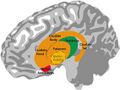 Basal ganglia nuclei