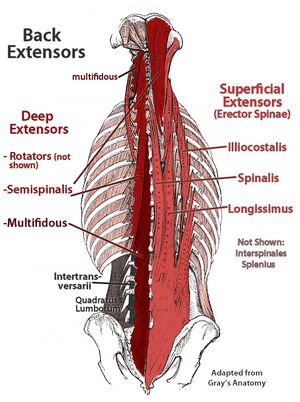Back extensor muscles