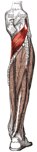 https://en.wikipedia.org/wiki/Popliteus_muscle#/media/File:Gray439-Musculus_popliteus.png