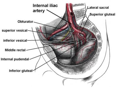 Internal Pudendal Artery