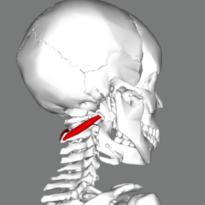 OCI_right_lateral_view