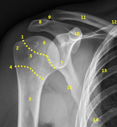 Shoulder