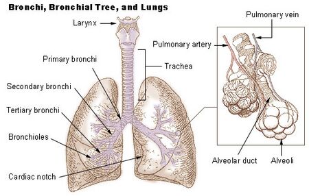 Lung Anatomy