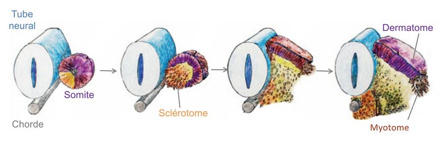 Figure 1: Differentiation of somites into dermatome, sclerotome and myotome showing embryological development of myotomes