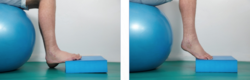 Gentle ankle dorsiflexion and plantarflexion exercises
