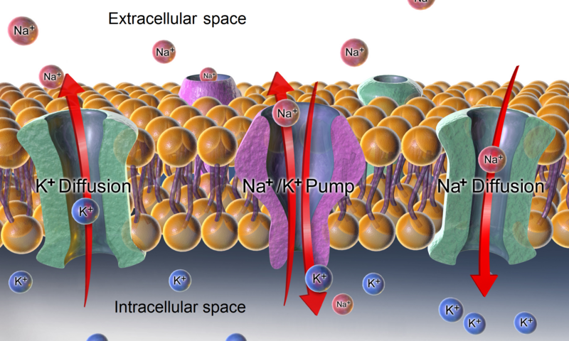 Sodium-Potassium pump Bruce Blaus