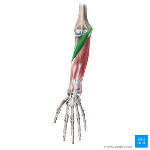 Pronator teres muscle (highlighted in green) - posterior view